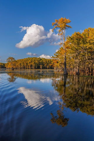 Bald cypress trees in autumn reflected on lake Caddo Lake-Uncertain-Texas Black Ornate Wood Framed Art Print with Double Matting by Jones, Adam