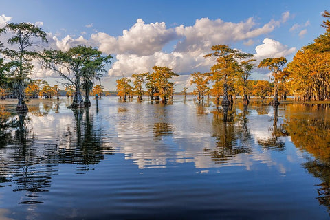 Bald cypress trees in autumn reflected on lake Caddo Lake-Uncertain-Texas Black Ornate Wood Framed Art Print with Double Matting by Jones, Adam