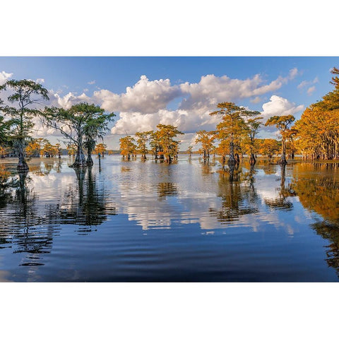 Bald cypress trees in autumn reflected on lake Caddo Lake-Uncertain-Texas Gold Ornate Wood Framed Art Print with Double Matting by Jones, Adam
