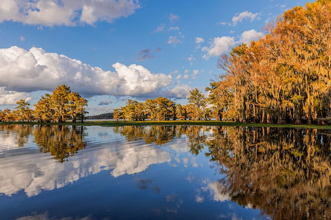 Bald cypress trees in autumn reflected on lake Caddo Lake-Uncertain-Texas White Modern Wood Framed Art Print with Double Matting by Jones, Adam