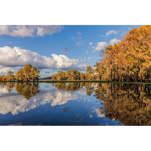 Bald cypress trees in autumn reflected on lake Caddo Lake-Uncertain-Texas Gold Ornate Wood Framed Art Print with Double Matting by Jones, Adam