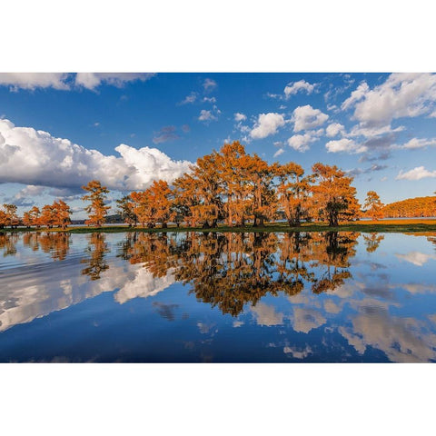 Bald cypress trees in autumn reflected on lake Caddo Lake-Uncertain-Texas White Modern Wood Framed Art Print by Jones, Adam