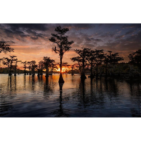 Bald cypress trees silhouetted at sunset Caddo Lake-Uncertain-Texas Black Modern Wood Framed Art Print by Jones, Adam