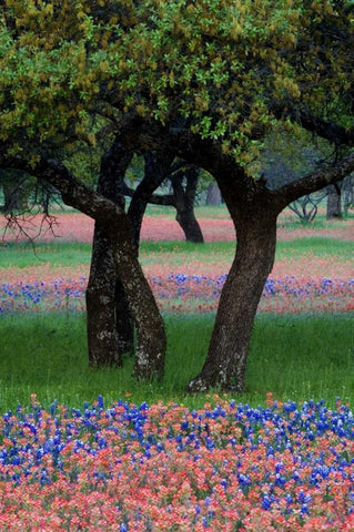 TX, Hill Country, Texas flowers and Dancing Trees Black Ornate Wood Framed Art Print with Double Matting by Rotenberg, Nancy