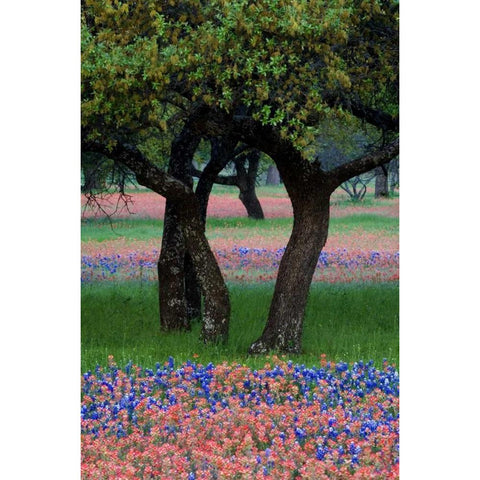 TX, Hill Country, Texas flowers and Dancing Trees White Modern Wood Framed Art Print by Rotenberg, Nancy