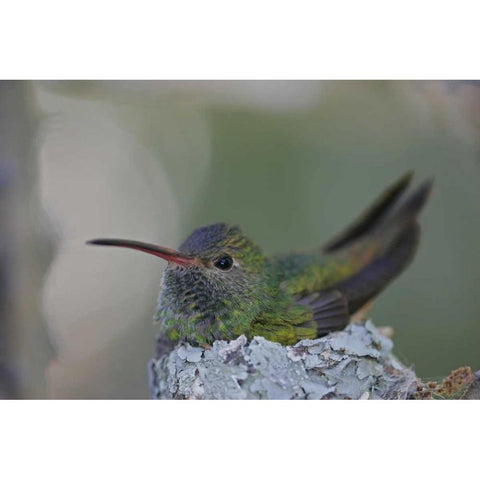 TX, Raymondville Buff-bellied hummingbird sits Black Modern Wood Framed Art Print by Morris, Arthur