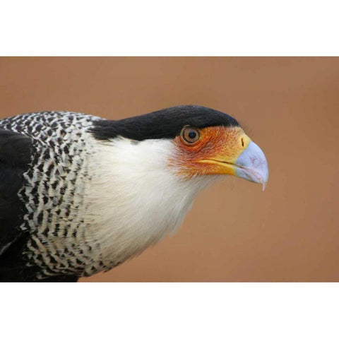 TX, Linn Crested caracara head against red dirt Gold Ornate Wood Framed Art Print with Double Matting by Morris, Arthur
