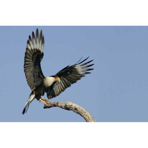 TX, Linn, Cozad Ranch Crested caracara landing Black Modern Wood Framed Art Print with Double Matting by Morris, Arthur