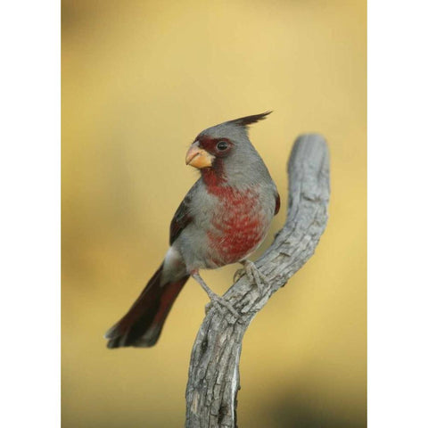 Texas, Roma Phyrrhuloxia bird on tree branch White Modern Wood Framed Art Print by Morris, Arthur