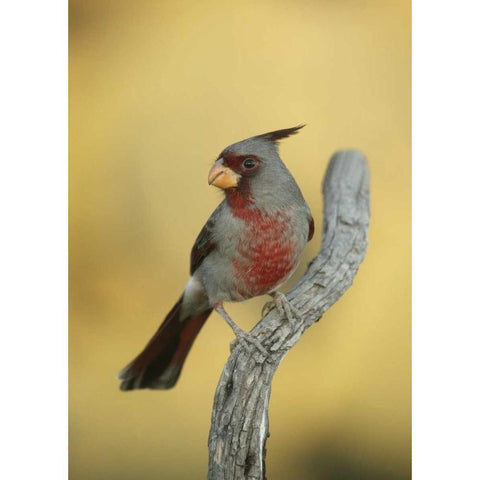 Texas, Roma Phyrrhuloxia bird on tree branch Black Modern Wood Framed Art Print by Morris, Arthur