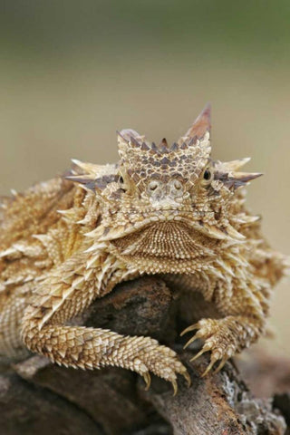 TX, Linn, Cozad Ranch Horned lizard on a stump White Modern Wood Framed Art Print with Double Matting by Morris, Arthur