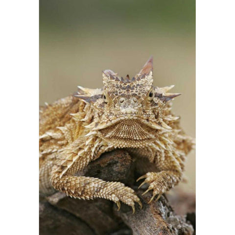 TX, Linn, Cozad Ranch Horned lizard on a stump Black Modern Wood Framed Art Print by Morris, Arthur