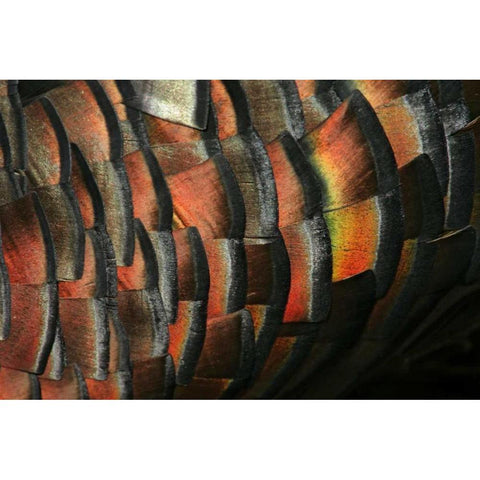 TX, Hidalgo Co Wild turkey feather Gold Ornate Wood Framed Art Print with Double Matting by Morris, Arthur