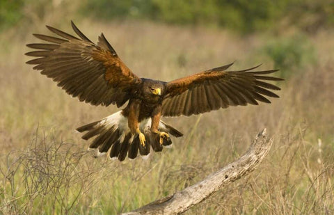TX, Edinburgh Harris hawk in flight landing White Modern Wood Framed Art Print with Double Matting by Welling, Dave