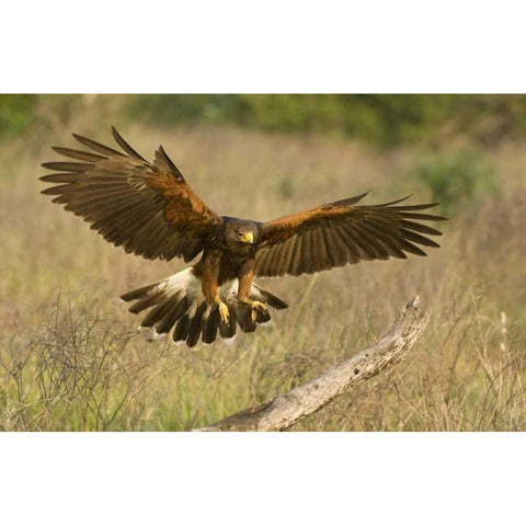 TX, Edinburgh Harris hawk in flight landing Black Modern Wood Framed Art Print by Welling, Dave