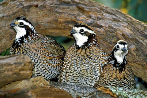 TX, McAllen Northern bobwhite males under log Black Ornate Wood Framed Art Print with Double Matting by Welling, Dave
