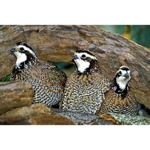TX, McAllen Northern bobwhite males under log Black Modern Wood Framed Art Print by Welling, Dave