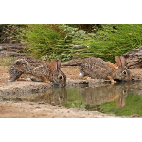 TX, Starr Co, Pair of cottontail rabbits drink Black Modern Wood Framed Art Print by Illg, Cathy and Gordon