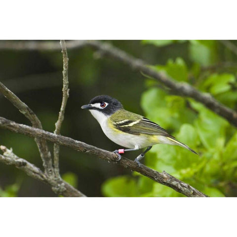 TX, Balcones Canyonlands NWR Black-capped vireo White Modern Wood Framed Art Print by Welling, Dave