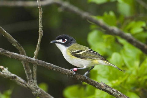 TX, Balcones Canyonlands NWR Black-capped vireo Black Ornate Wood Framed Art Print with Double Matting by Welling, Dave