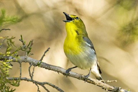 TX, Balcones Canyon Yellow-throated vireo sings White Modern Wood Framed Art Print with Double Matting by Welling, Dave