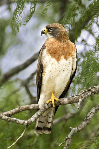 TX, Edinburgh Swainsons hawk on tree limb White Modern Wood Framed Art Print with Double Matting by Welling, Dave