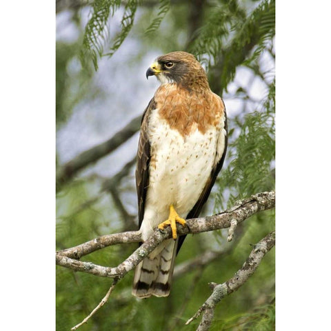 TX, Edinburgh Swainsons hawk on tree limb Black Modern Wood Framed Art Print by Welling, Dave