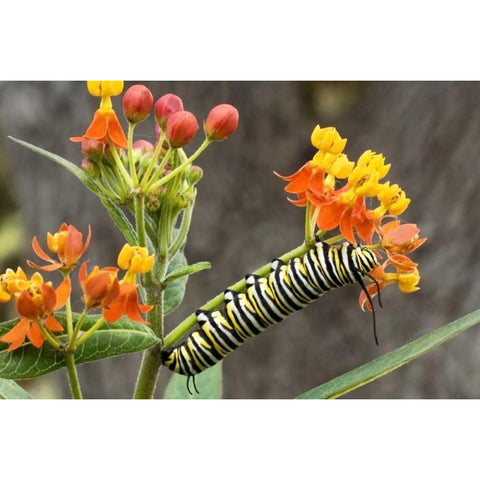 TX, Hill Country Monarch butterfly caterpillar Gold Ornate Wood Framed Art Print with Double Matting by Welling, Dave