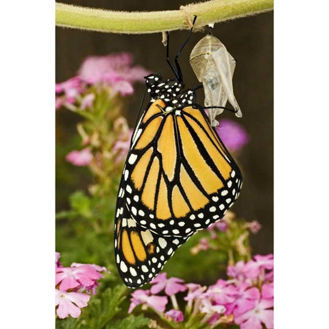 TX, Hill Country Monarch butterfly just hatched Black Modern Wood Framed Art Print with Double Matting by Welling, Dave