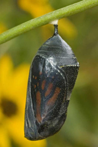 TX, Hill Country Monarch butterfly chrysalis Black Ornate Wood Framed Art Print with Double Matting by Welling, Dave