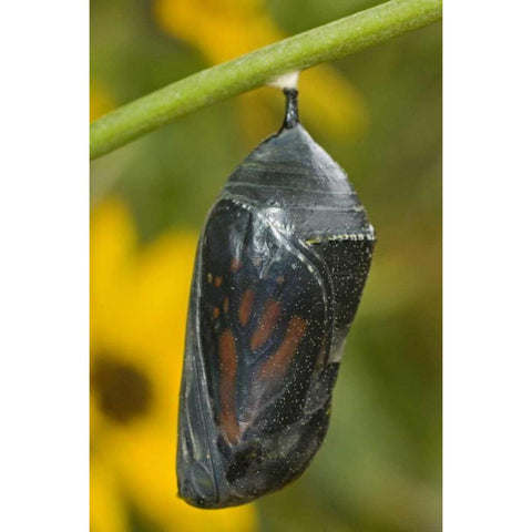 TX, Hill Country Monarch butterfly chrysalis White Modern Wood Framed Art Print by Welling, Dave