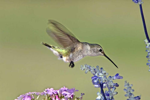 TX, Hill Co Female black-chinned hummingbird Black Ornate Wood Framed Art Print with Double Matting by Welling, Dave