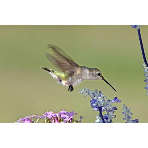 TX, Hill Co Female black-chinned hummingbird Gold Ornate Wood Framed Art Print with Double Matting by Welling, Dave