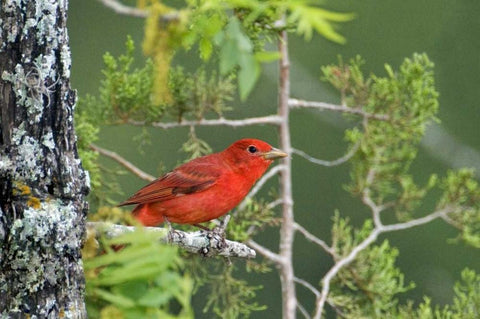 TX, Hill Country Summer tanager on tree limb White Modern Wood Framed Art Print with Double Matting by Welling, Dave