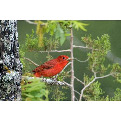 TX, Hill Country Summer tanager on tree limb Black Modern Wood Framed Art Print with Double Matting by Welling, Dave