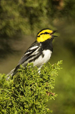 TX, Hill Country, Golden-cheek warbler singing Black Ornate Wood Framed Art Print with Double Matting by Welling, Dave