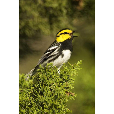 TX, Hill Country, Golden-cheek warbler singing Black Modern Wood Framed Art Print with Double Matting by Welling, Dave