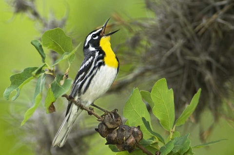 TX, Hill Country Yellow-throated warbler singing White Modern Wood Framed Art Print with Double Matting by Welling, Dave