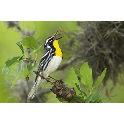 TX, Hill Country Yellow-throated warbler singing White Modern Wood Framed Art Print by Welling, Dave