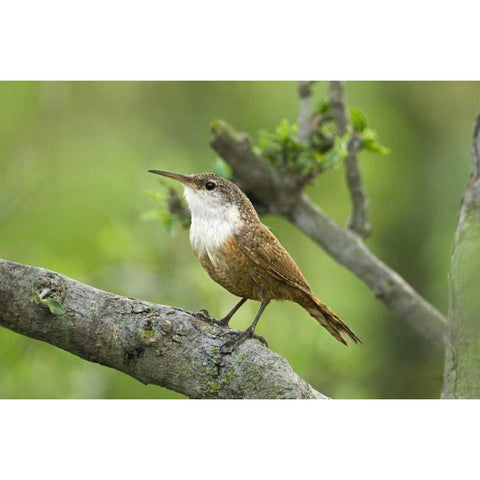 Texas, Hill Country Canyon wren on tree branch White Modern Wood Framed Art Print by Welling, Dave