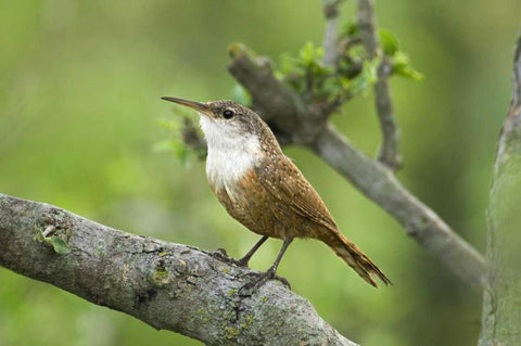 Texas, Hill Country Canyon wren on tree branch Black Ornate Wood Framed Art Print with Double Matting by Welling, Dave