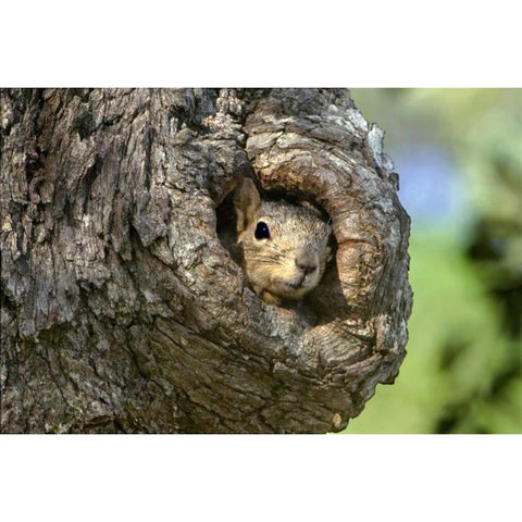 TX, Hill Country Eastern fox squirrel in tree Black Modern Wood Framed Art Print with Double Matting by Welling, Dave