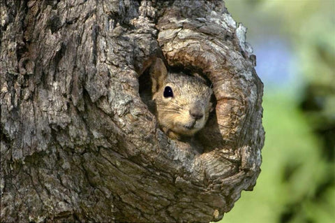 TX, Hill Country Eastern fox squirrel in tree Black Ornate Wood Framed Art Print with Double Matting by Welling, Dave