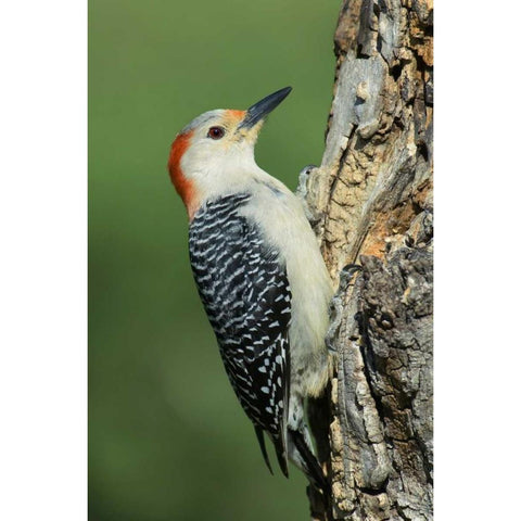 TX, Lipscomb Red-bellied woodpecke on stump White Modern Wood Framed Art Print by Welling, Dave