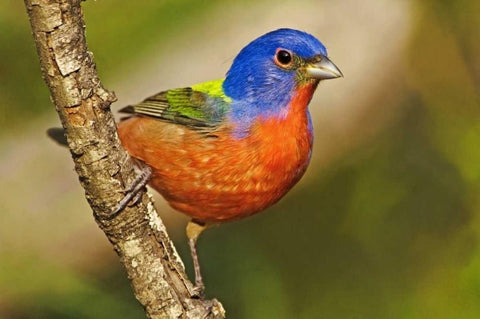 TX, McAllen Male painted bunting perched in tree White Modern Wood Framed Art Print with Double Matting by Welling, Dave