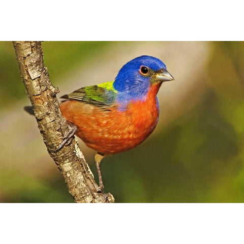 TX, McAllen Male painted bunting perched in tree Black Modern Wood Framed Art Print by Welling, Dave
