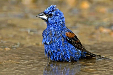 TX, McAllen Male blue grosbeak bathing Black Ornate Wood Framed Art Print with Double Matting by Welling, Dave