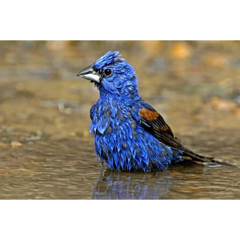 TX, McAllen Male blue grosbeak bathing Black Modern Wood Framed Art Print by Welling, Dave