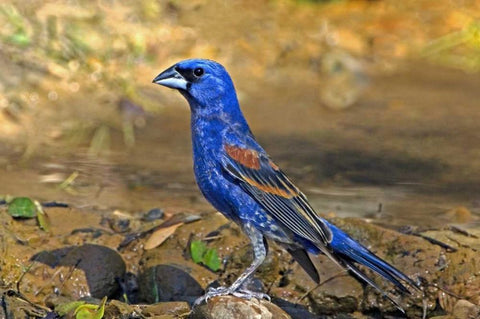TX, McAllen Blue grosbeak male on rock in pond Black Ornate Wood Framed Art Print with Double Matting by Welling, Dave