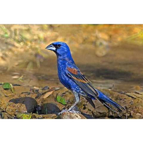 TX, McAllen Blue grosbeak male on rock in pond Gold Ornate Wood Framed Art Print with Double Matting by Welling, Dave